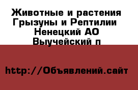 Животные и растения Грызуны и Рептилии. Ненецкий АО,Выучейский п.